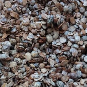 Fresh Locust Beans 1lb