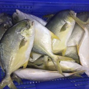 Golden Pompano - 600g to 800g Each