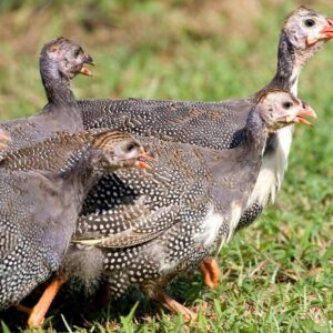 Whole Guinea Fowl/Hen farm locally raised