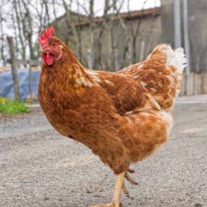 Whole Farm Chicken Cleaned 